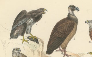 Birds of Prey Print: Eagles, Falcons, Owls & Vultures, Antique 1867, view 8