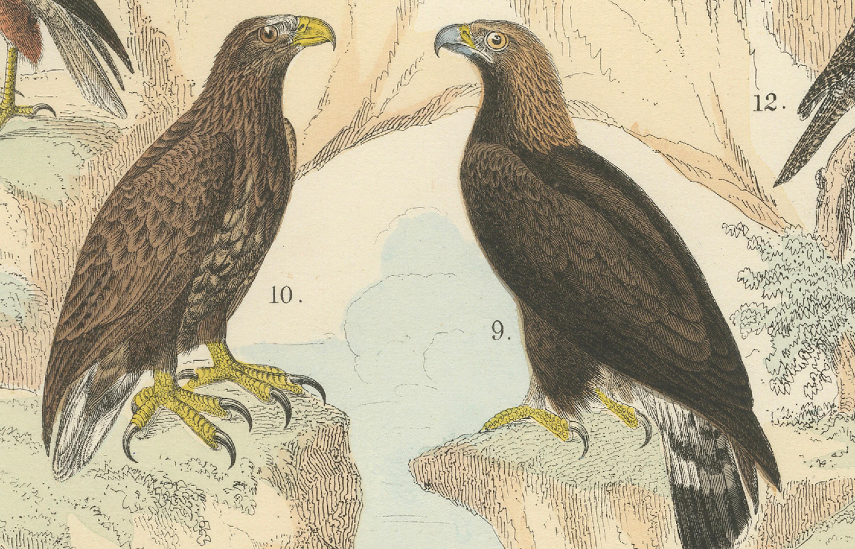 Raubvögel Druck: Adler, Falken, Eulen & Geier - Antike 1867 im Angebot 3