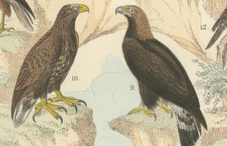 Birds of Prey Print: Eagles, Falcons, Owls & Vultures, Antique 1867, view 9