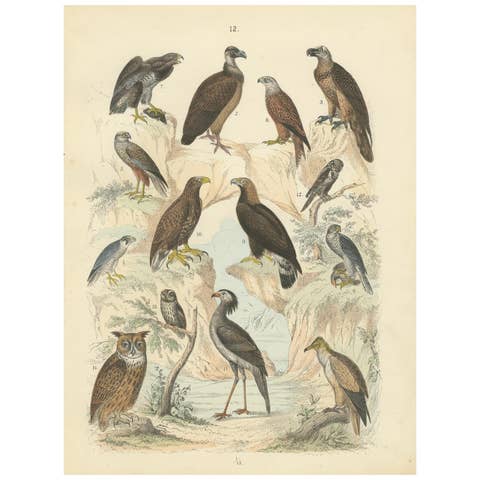 Birds of Prey Print: Eagles, Falcons, Owls & Vultures – Antique 1867