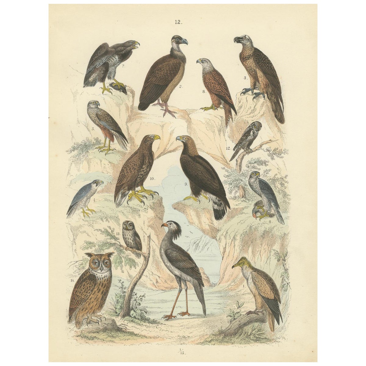 Birds of Prey Print: Eagles, Falcons, Owls & Vultures, Antique 1867