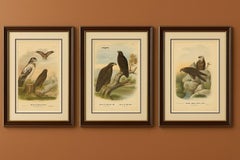 Birds of Prey Prints – Antique Set of Three, Raptors & Hawks, 19th Century