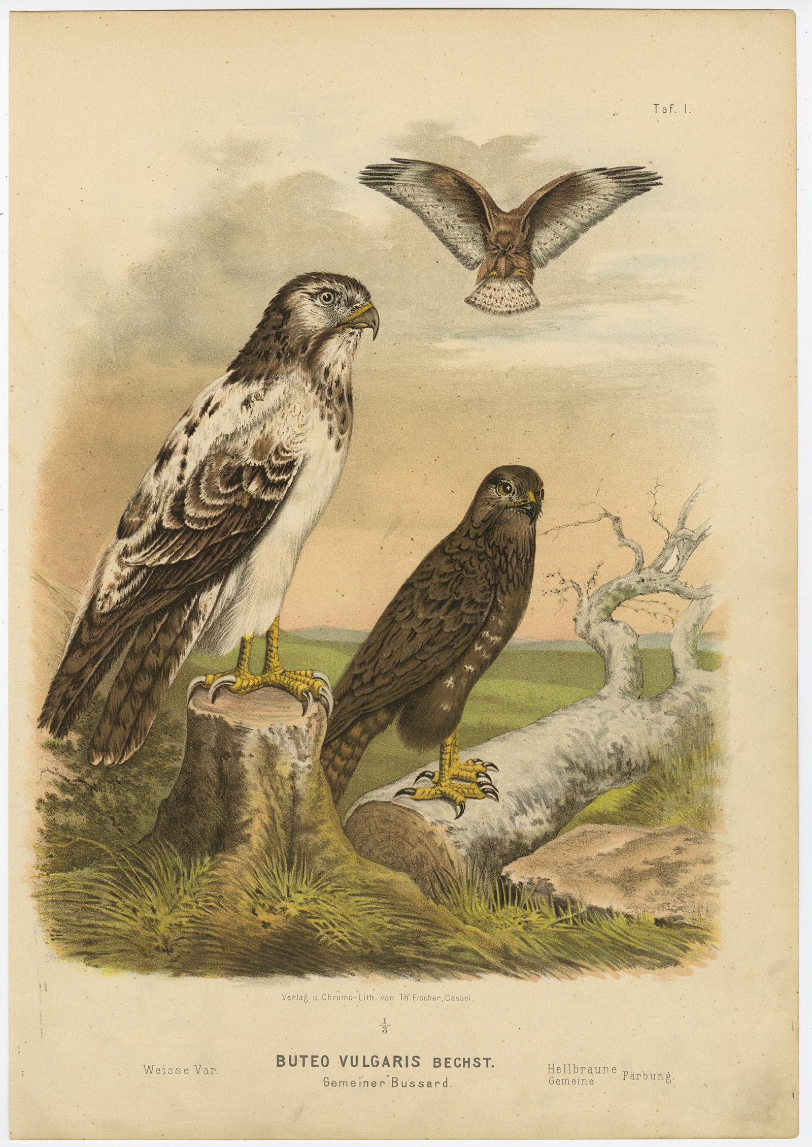 Greifvogeldrucke - Antiker Dreisatz, Raubvögel und Falken, 19. (Deutsch) im Angebot