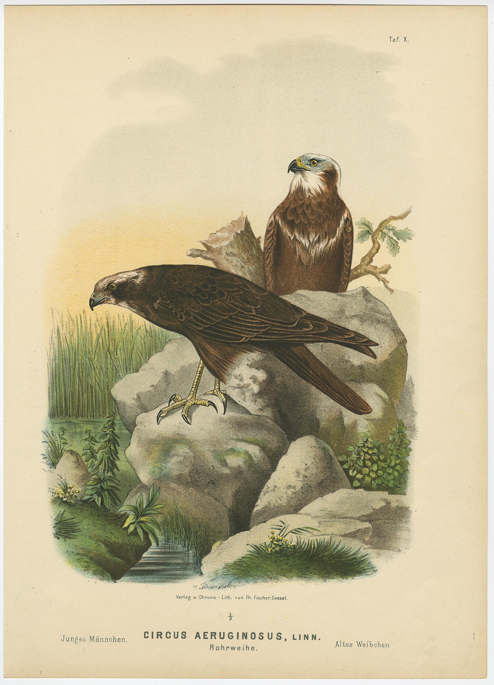 Greifvogeldrucke - Antiker Dreisatz, Raubvögel und Falken, 19. (19. Jahrhundert) im Angebot