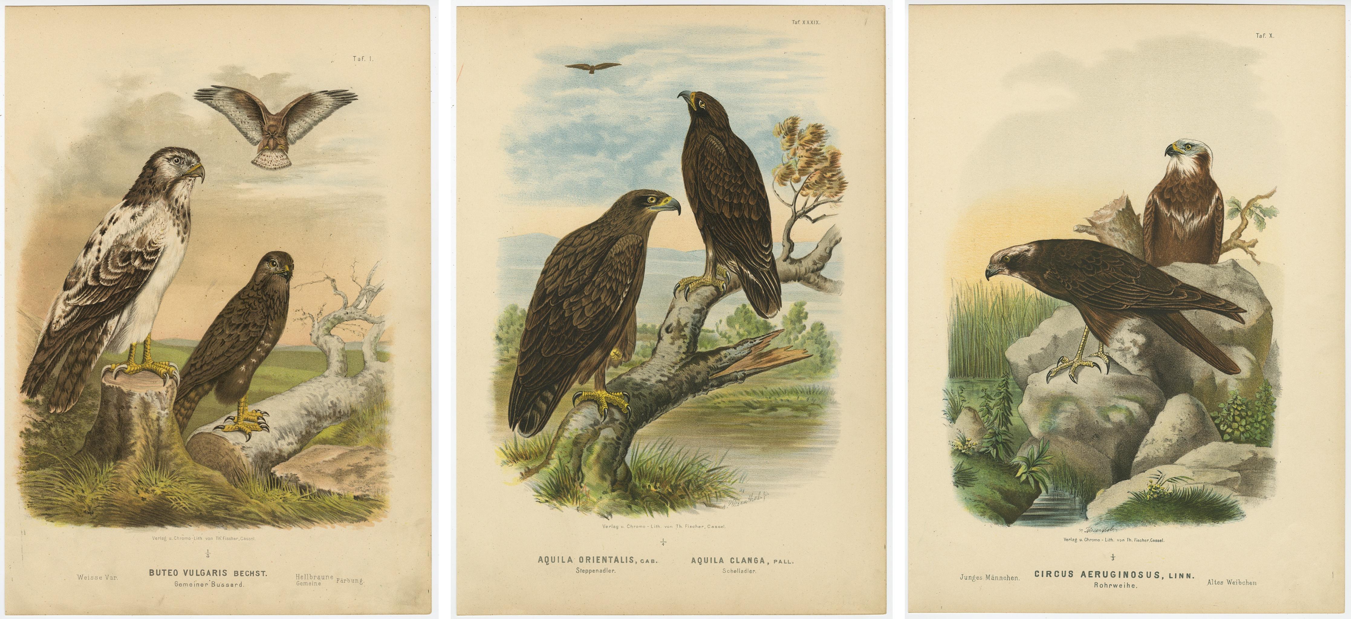 Greifvogeldrucke - Antiker Dreisatz, Raubvögel und Falken, 19. (Papier) im Angebot
