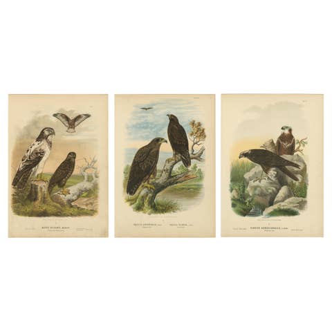 Birds of Prey Prints – Antique Set of Three, Raptors & Hawks, 19th Century