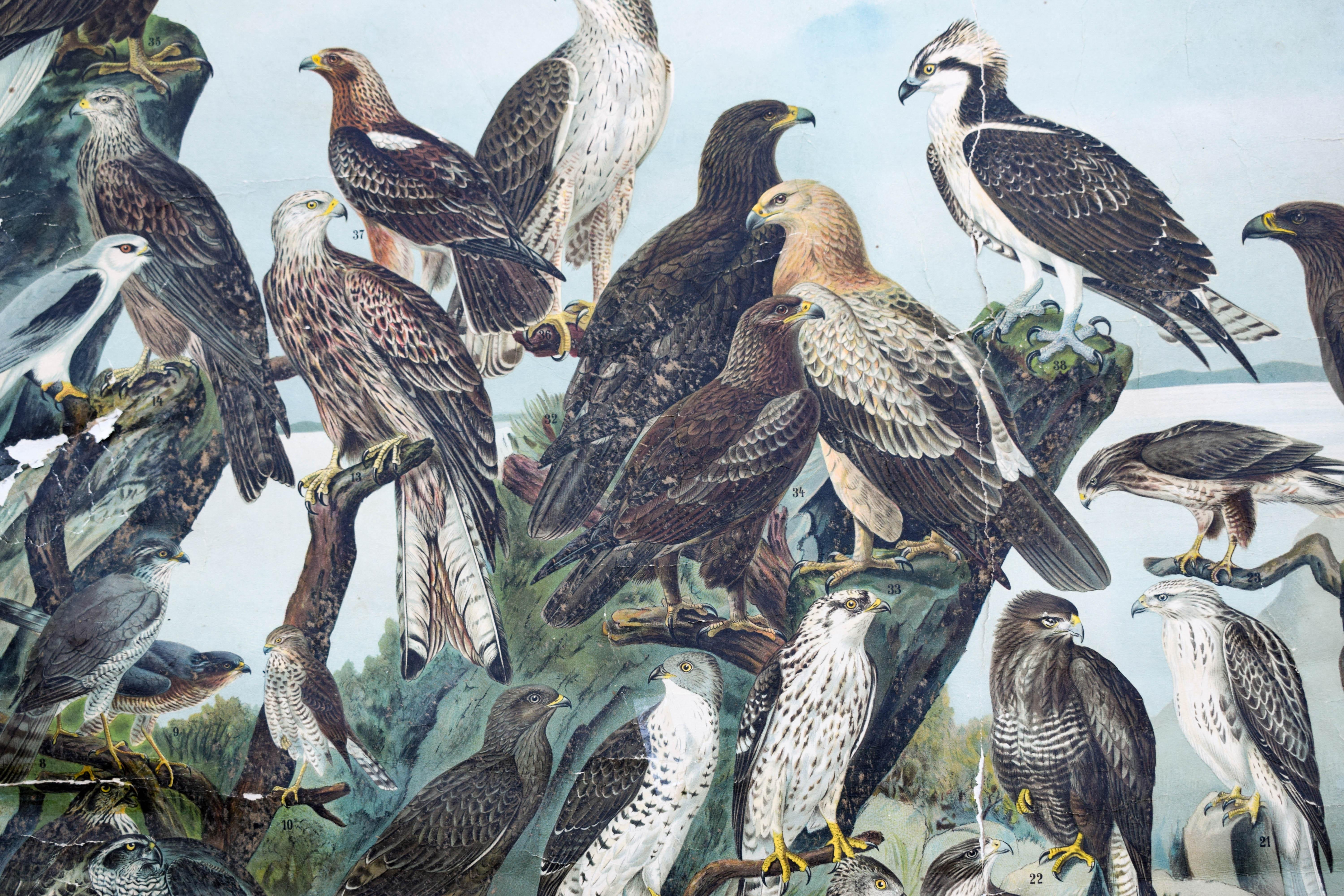 This vintage wall chart shows different types of birds of prey or raptors. 

Condition: slight traces of use due to its age;
Dimensions: 80cm in height x 110cm in width / 31.4