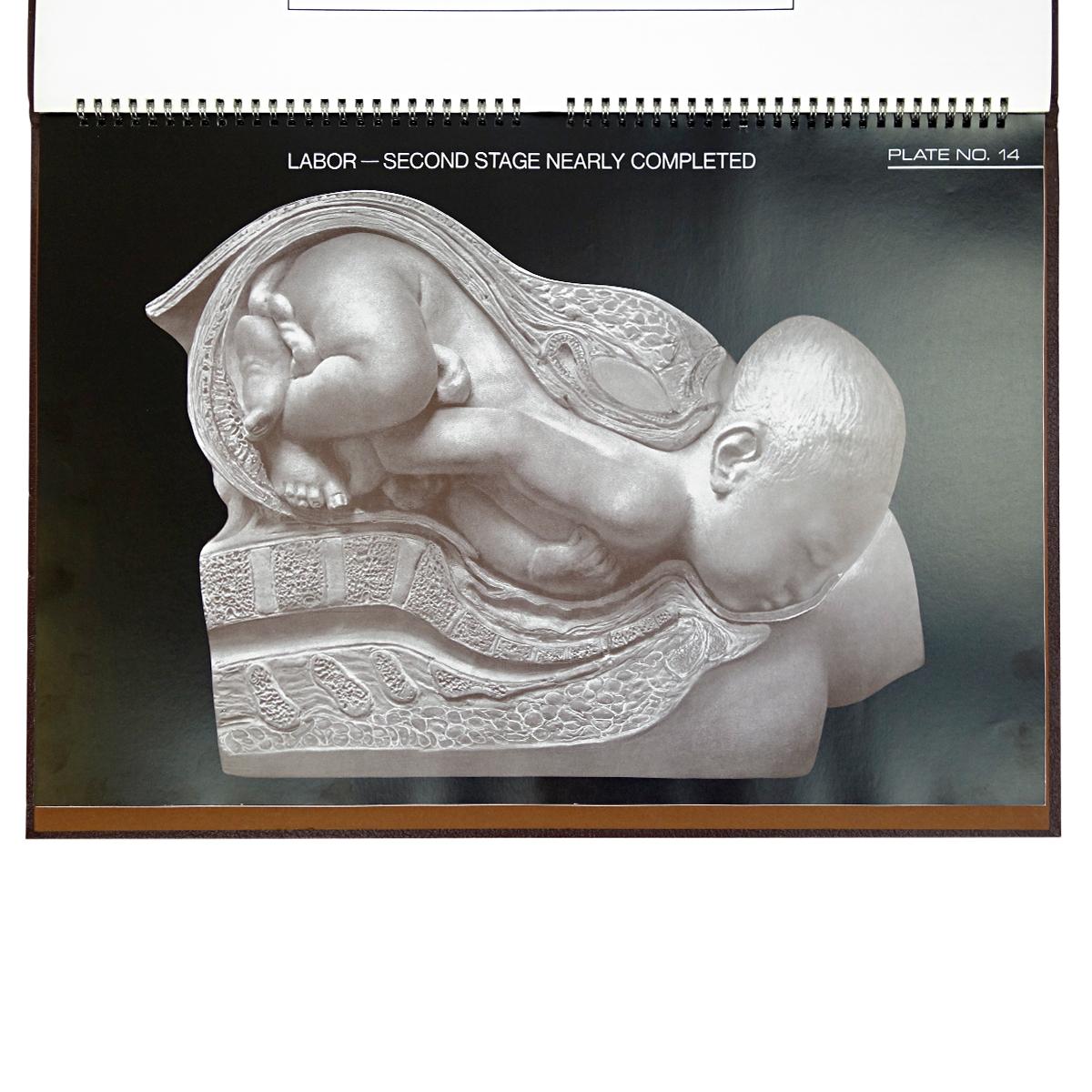 Paper Birth Atlas by the Maternity Center Association in New York