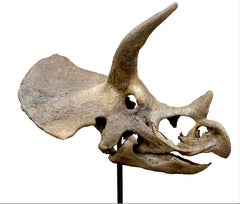 Grand crâne fossilisé biseauté d'un diadème de type Triceratops avec monture sur mesure