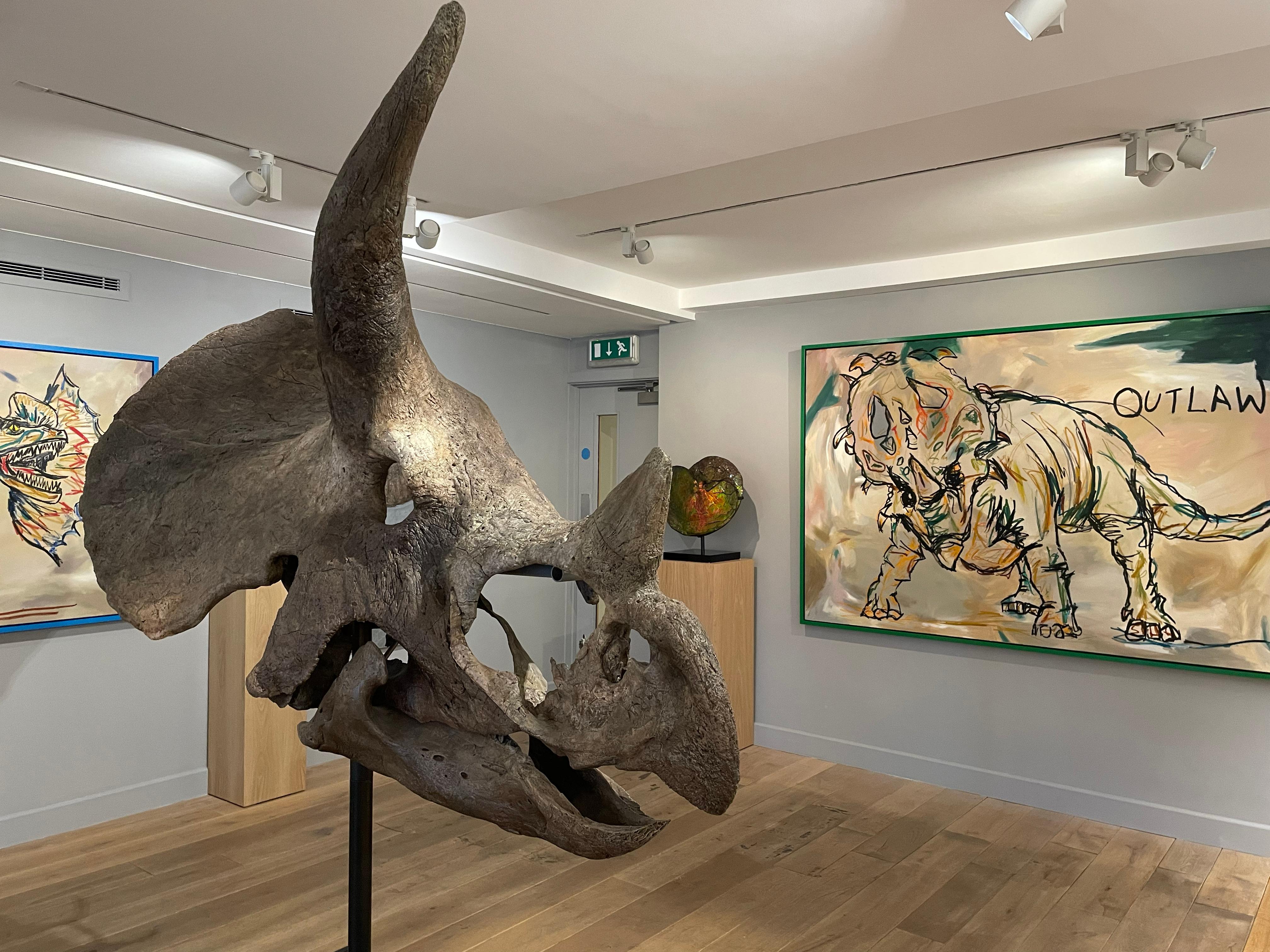 triceratops skeleton for sale