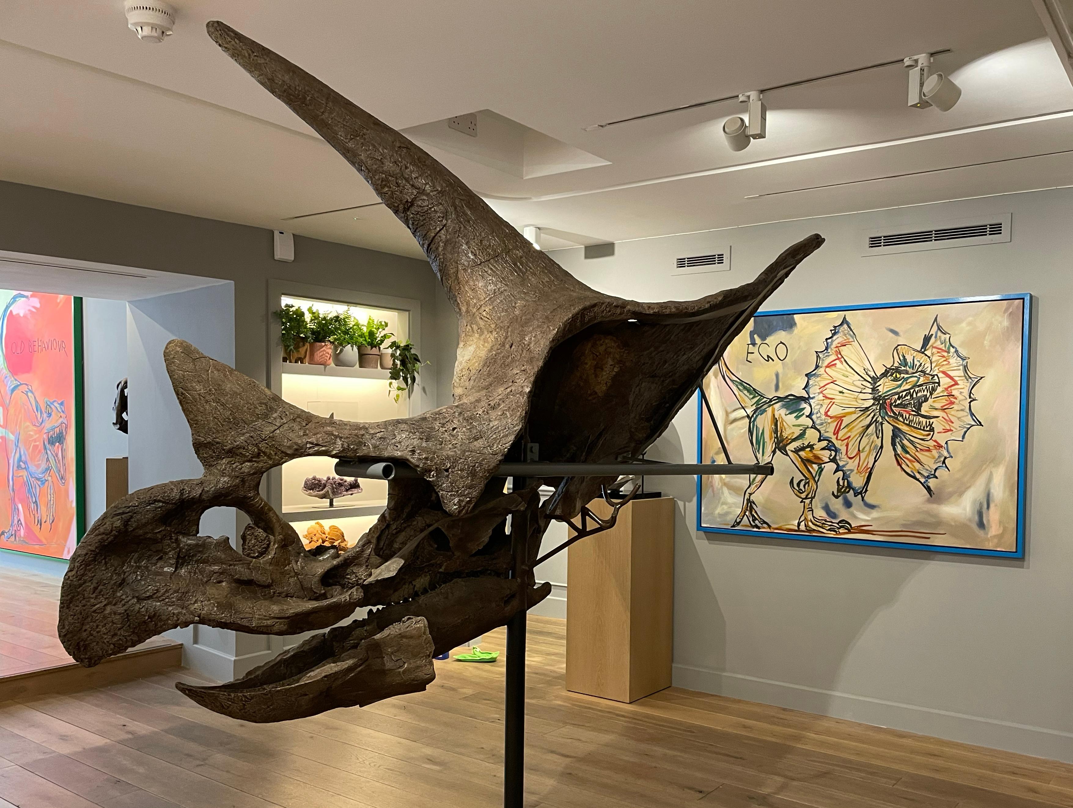 XVIIIe siècle et antérieur Grand crâne fossilisé biseauté d'un diadème de type Triceratops avec monture sur mesure en vente