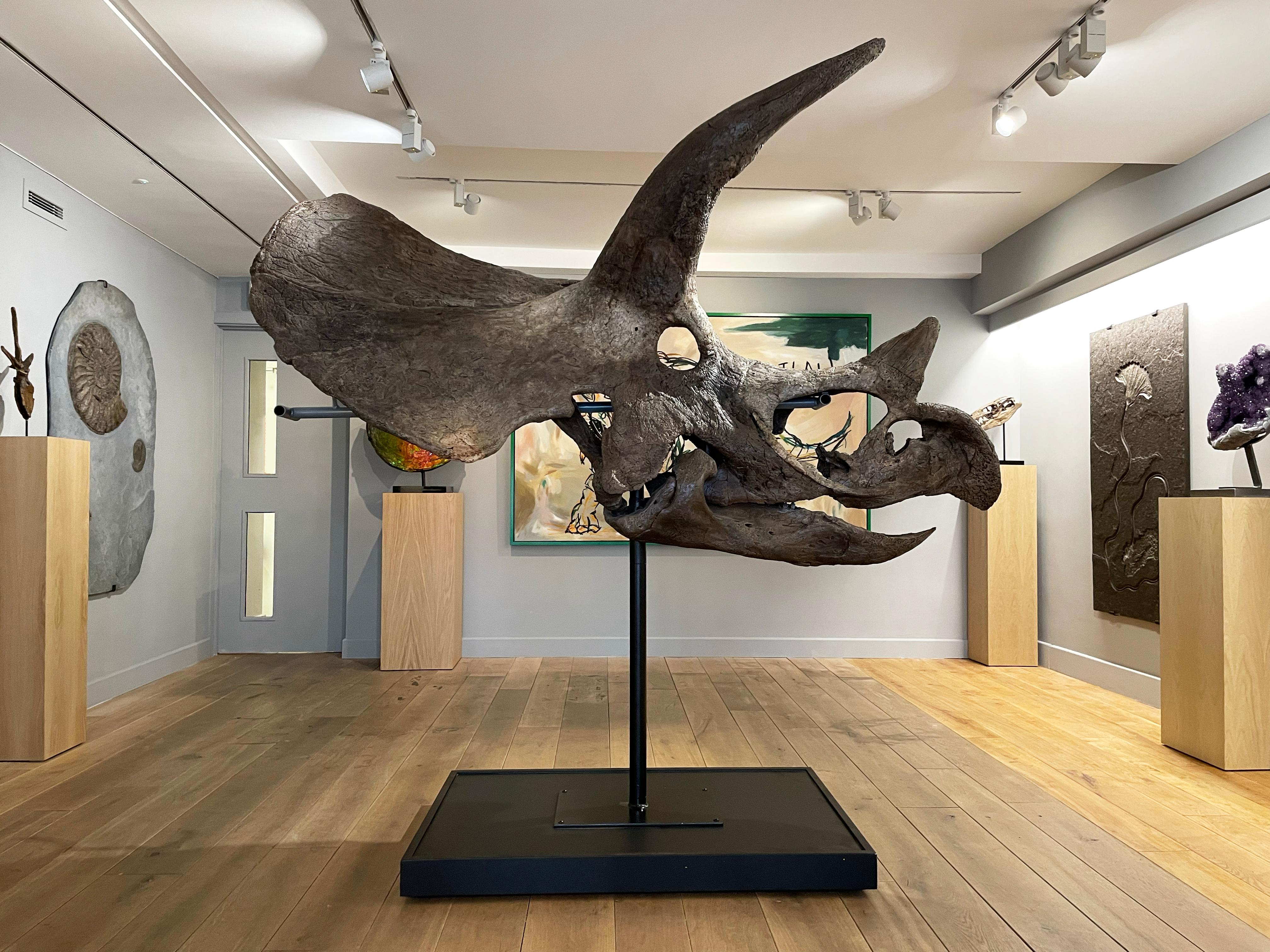Os Grand crâne fossilisé biseauté d'un diadème de type Triceratops avec monture sur mesure en vente