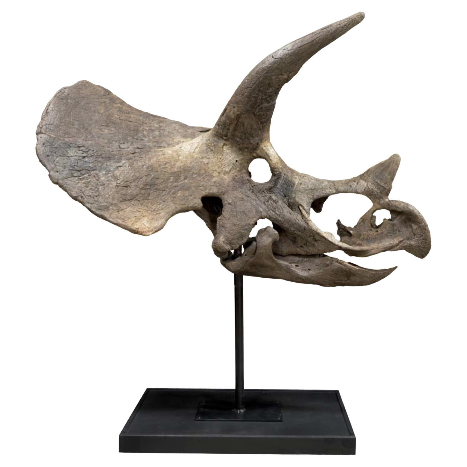 Grand crâne fossilisé biseauté d'un diadème de type Triceratops avec monture sur mesure en vente