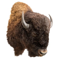 Bison Shoulder Mount