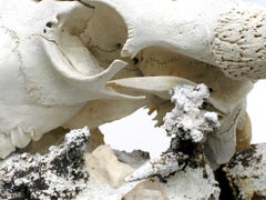 Bison Skull on a Fossil Agate Coral Decorated with Crystal Quartz Points
