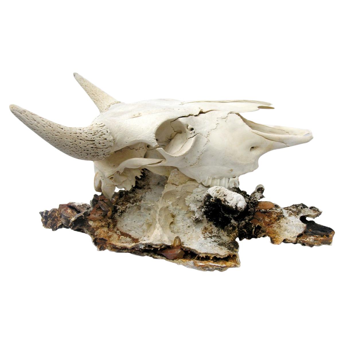 Bison Skull on a Fossil Agate Coral Decorated with Crystal Quartz Points