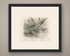 Bittern, Antique Bird Print after Lilian Medland, circa 1909