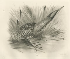 Bittern, Antique Bird Print after Lilian Medland, circa 1909