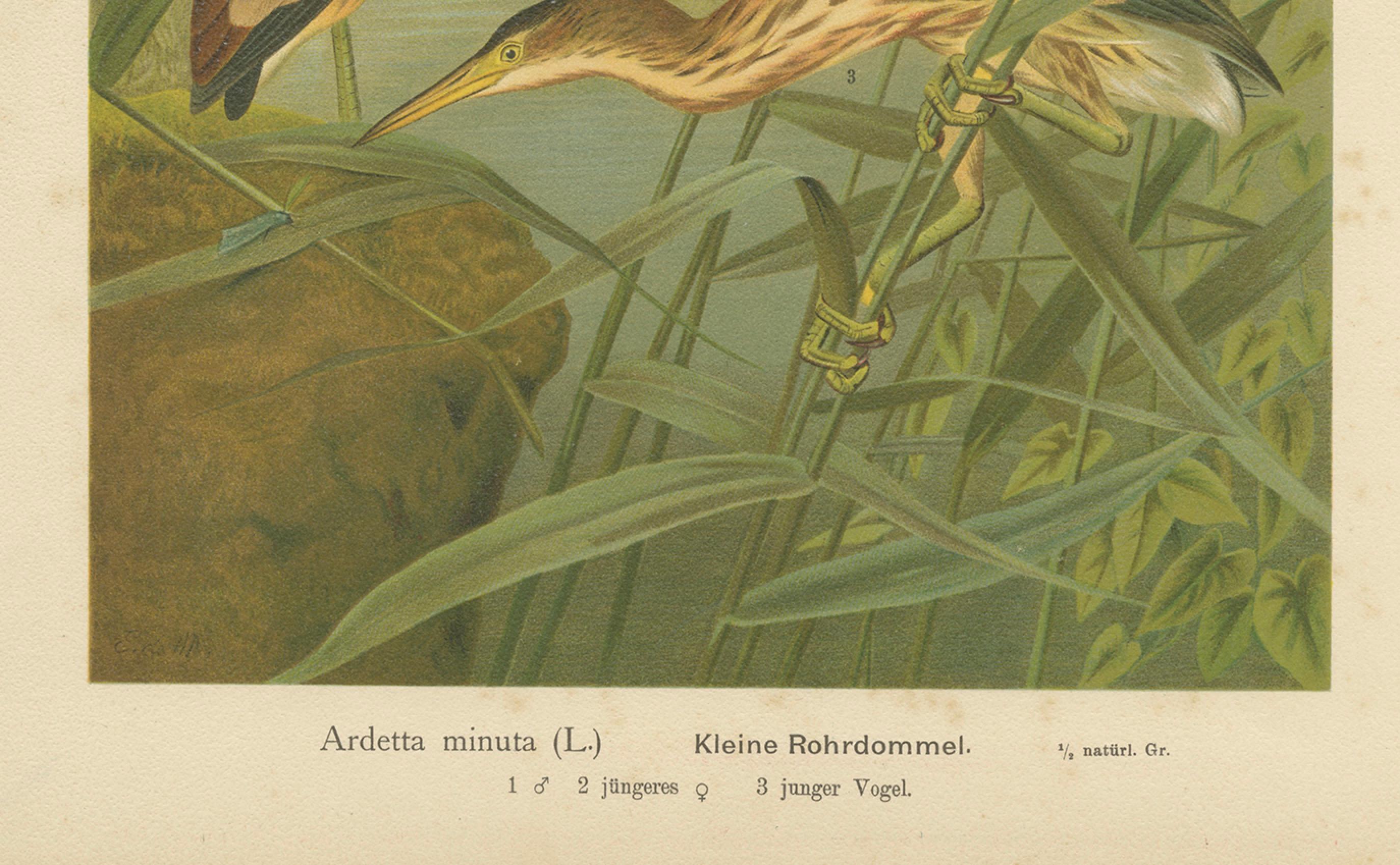 Rohrdommel im Schilf - Antike Vogel-Chromolithographie der Zwergdommel aus dem 19.

Diese exquisite Chromolithografie aus dem 19. Jahrhundert zeigt drei Zwergdommeln (Ixobrychus minutus) in einem üppigen Feuchtgebiet zwischen hohem Schilf an einem