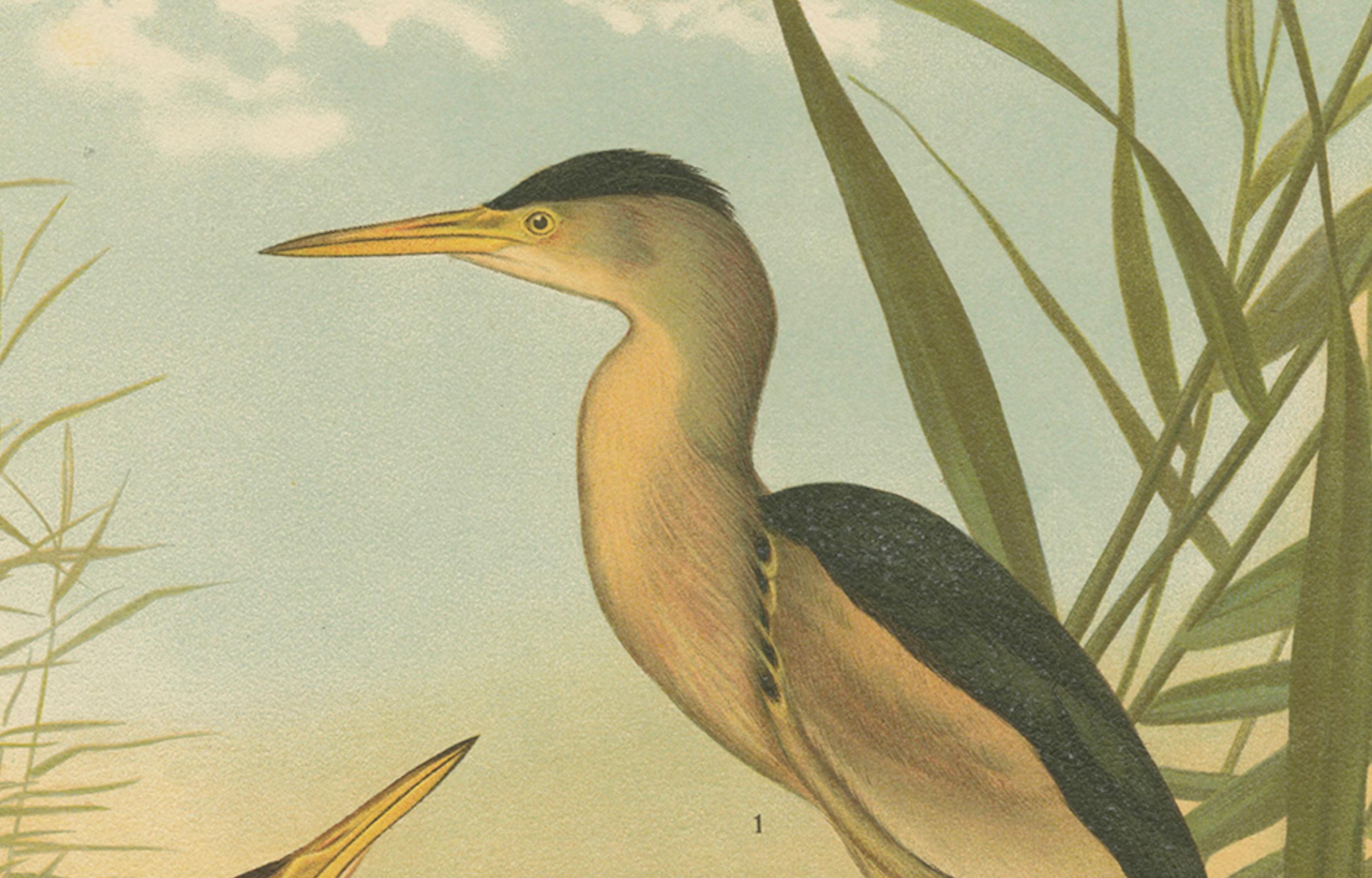 Rohrdommel im Schilf - Antike Vogel-Chromolithographie der Zwergdommel aus dem 19. (19. Jahrhundert) im Angebot