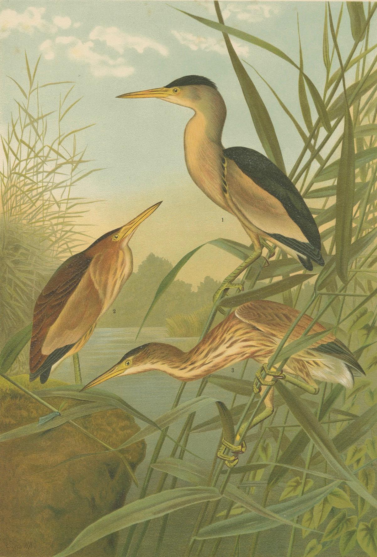 Rohrdommel im Schilf - Antike Vogel-Chromolithographie der Zwergdommel aus dem 19. (Papier) im Angebot