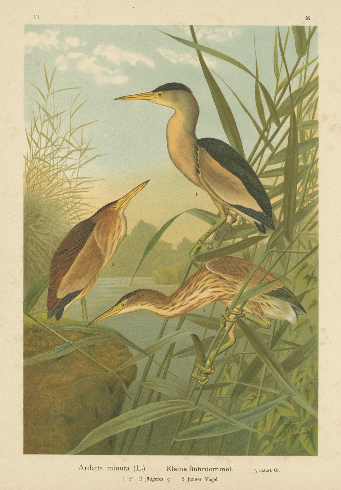 Rohrdommel im Schilf - Antike Vogel-Chromolithographie der Zwergdommel aus dem 19. im Angebot 1