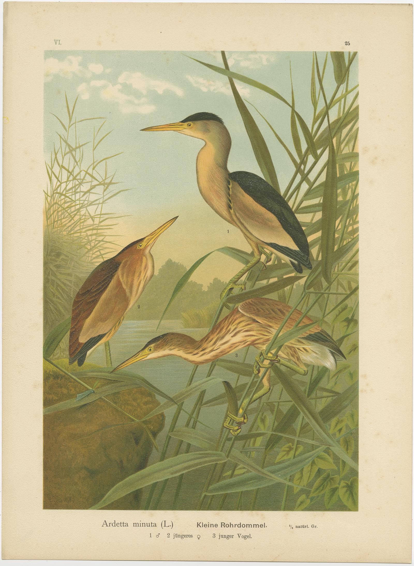 Rohrdommel im Schilf - Antike Vogel-Chromolithographie der Zwergdommel aus dem 19. im Angebot 2