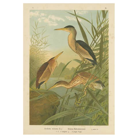 Bitterns in Reeds – Antique 19th Century Bird Chromolithograph of Little Bittern