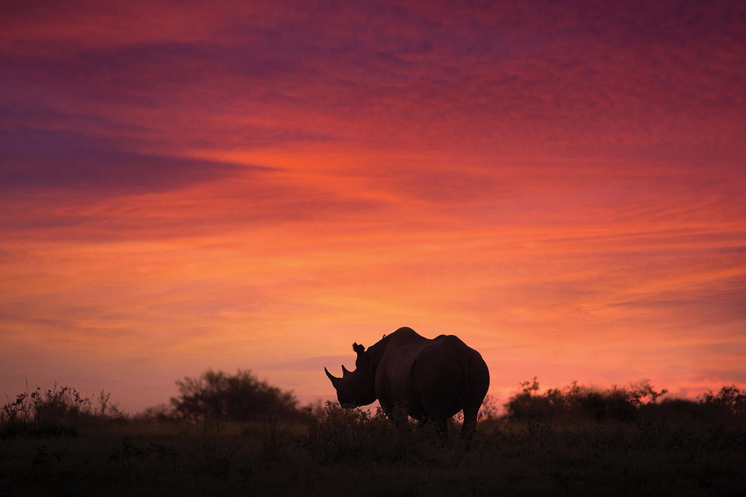 A New Beginning, Africa series by Bjorn Persson Wildlife Photography