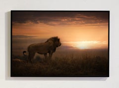 A New Day, Africa series by Bjorn Persson Wildlife Photography