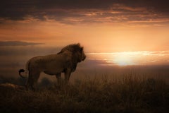 A new day Wildlife Photography by Bjorn Persson