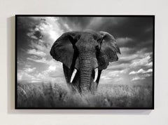 Africa Masai Mara Kenya, Africa by Bjorn Persson Wildlife Photography