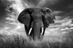Africa Masai Mara Kenya, Africa by Bjorn Persson Wildlife Photography