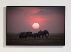 African Sunset, Africa series by Bjorn Persson Wildlife Photography