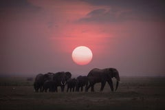 African Sunset, Africa series by Bjorn Persson Wildlife Photography