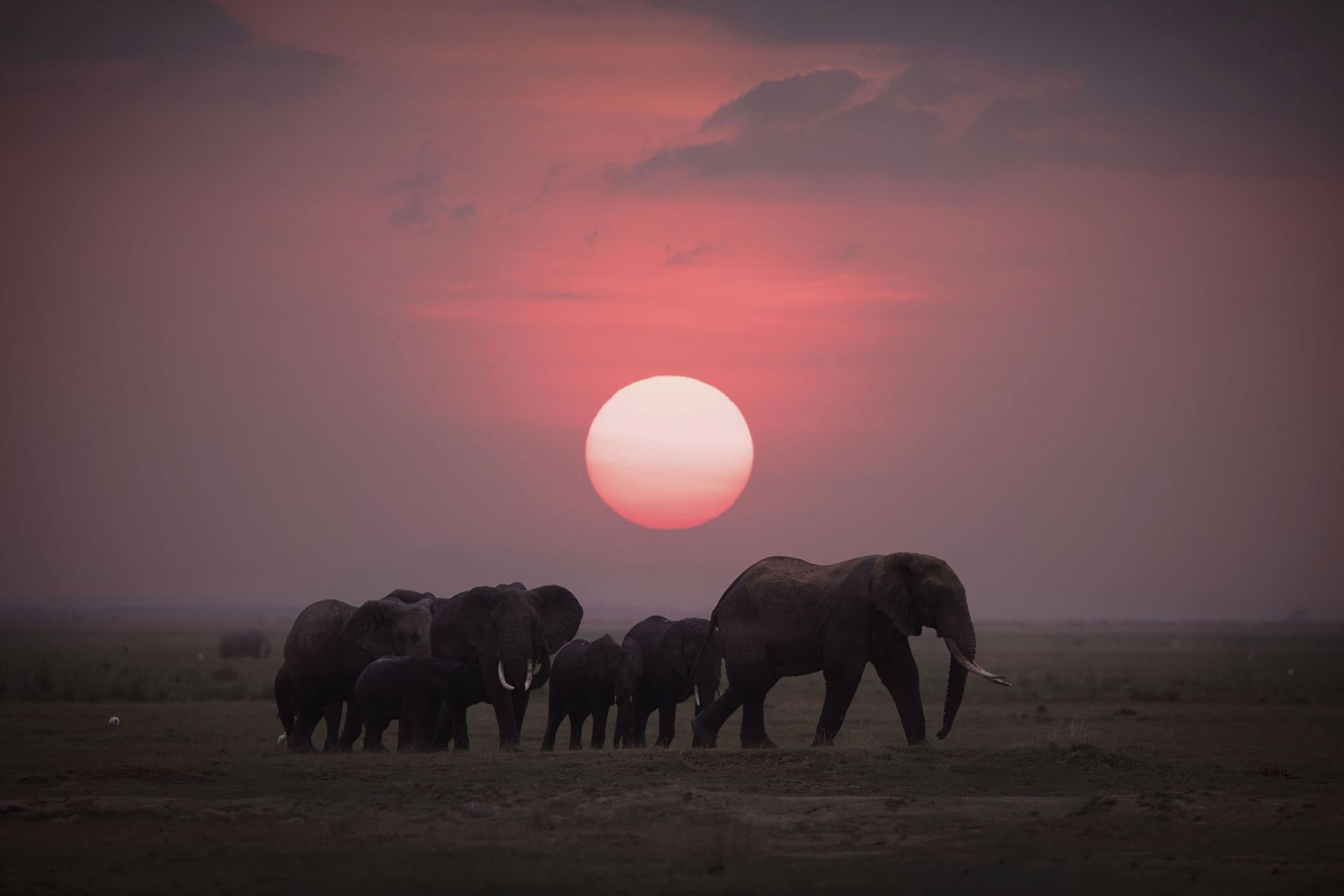 African Sunset Wildlife Photography by Bjorn Persson