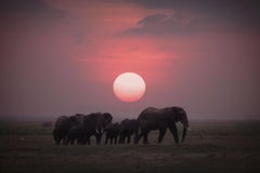 African Sunset Wildlife Photography by Bjorn Persson