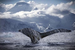 Antarctica Wildlife Photography by Bjorn Persson