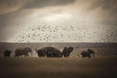 Birds Wildlife Photography by Bjorn Persson