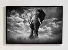 « Born Free » à Amboseli, au Kenya, en Afrique – Photo animalière de Bjorn Persson