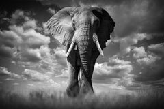 « Born Free » à Amboseli, au Kenya, en Afrique – Photo animalière de Bjorn Persson