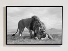 Série « Brotherhood, Africa » de Bjorn Persson, photographie animalière