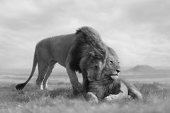 Serie “Brotherhood, Africa” di Bjorn Persson – Fotografia naturalistica