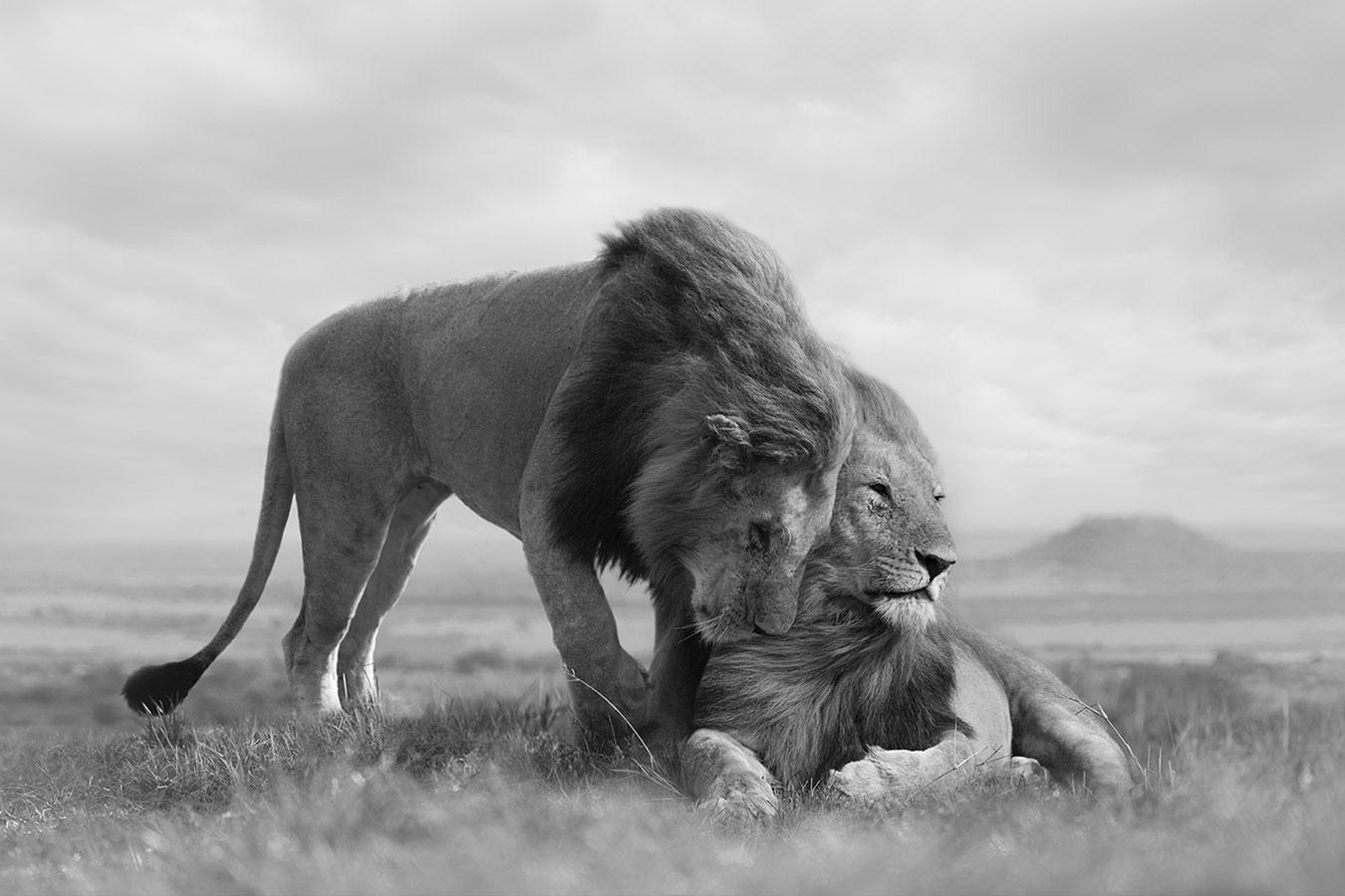 Brotherhood