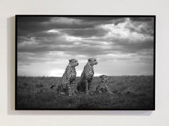 Brothers Masai Mara National Park Kenya, Africa series by Bjorn Persson Wildlife