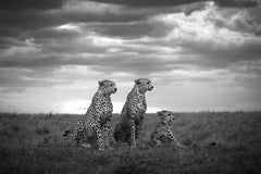 Brothers Masai Mara National Park Kenya, Africa series by Bjorn Persson Wildlife