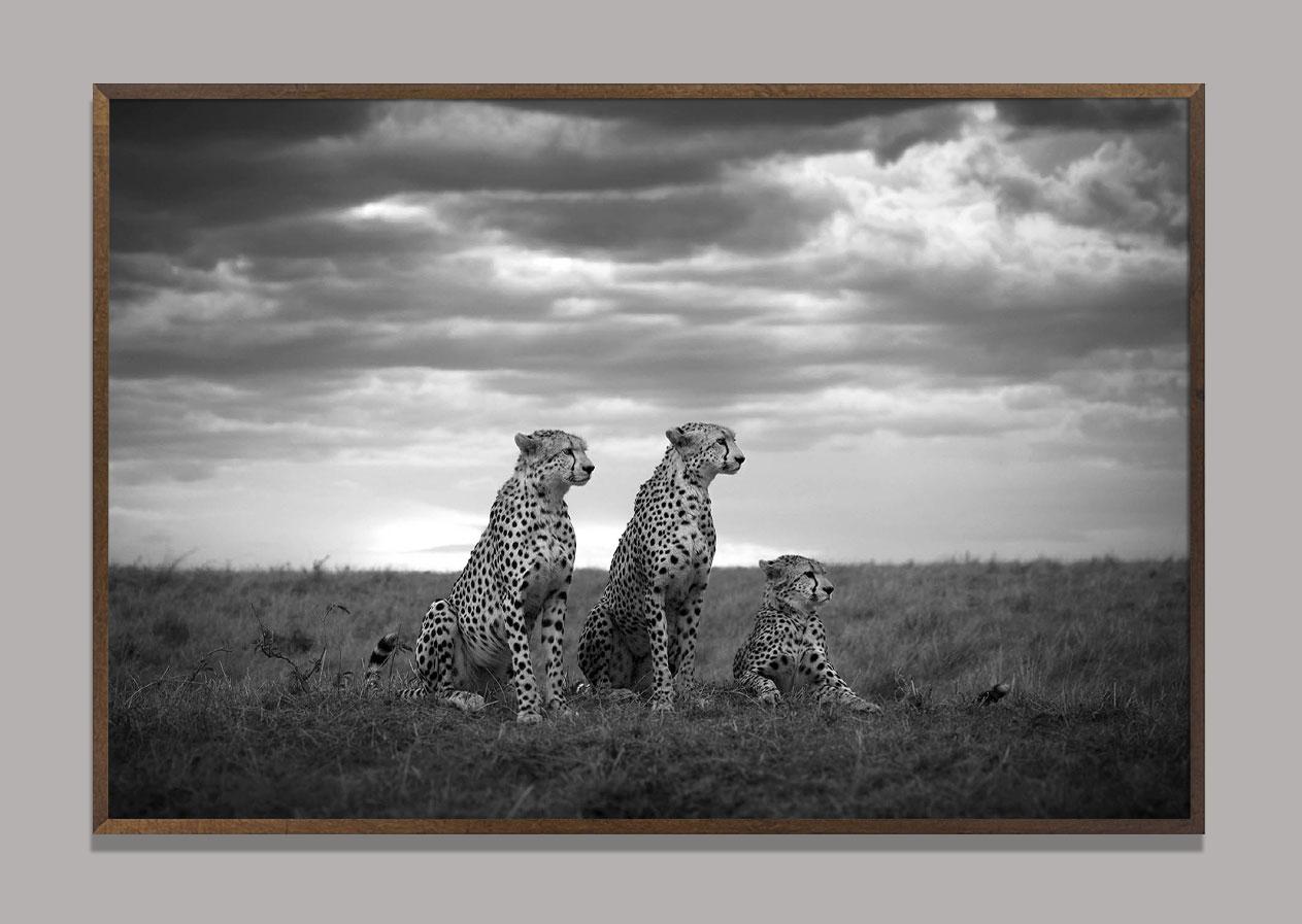 Brothers Masai Mara National Park, Kenia – Photograph von Björn Persson