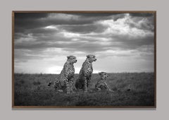 Brothers Masai Mara National Park, Kenya