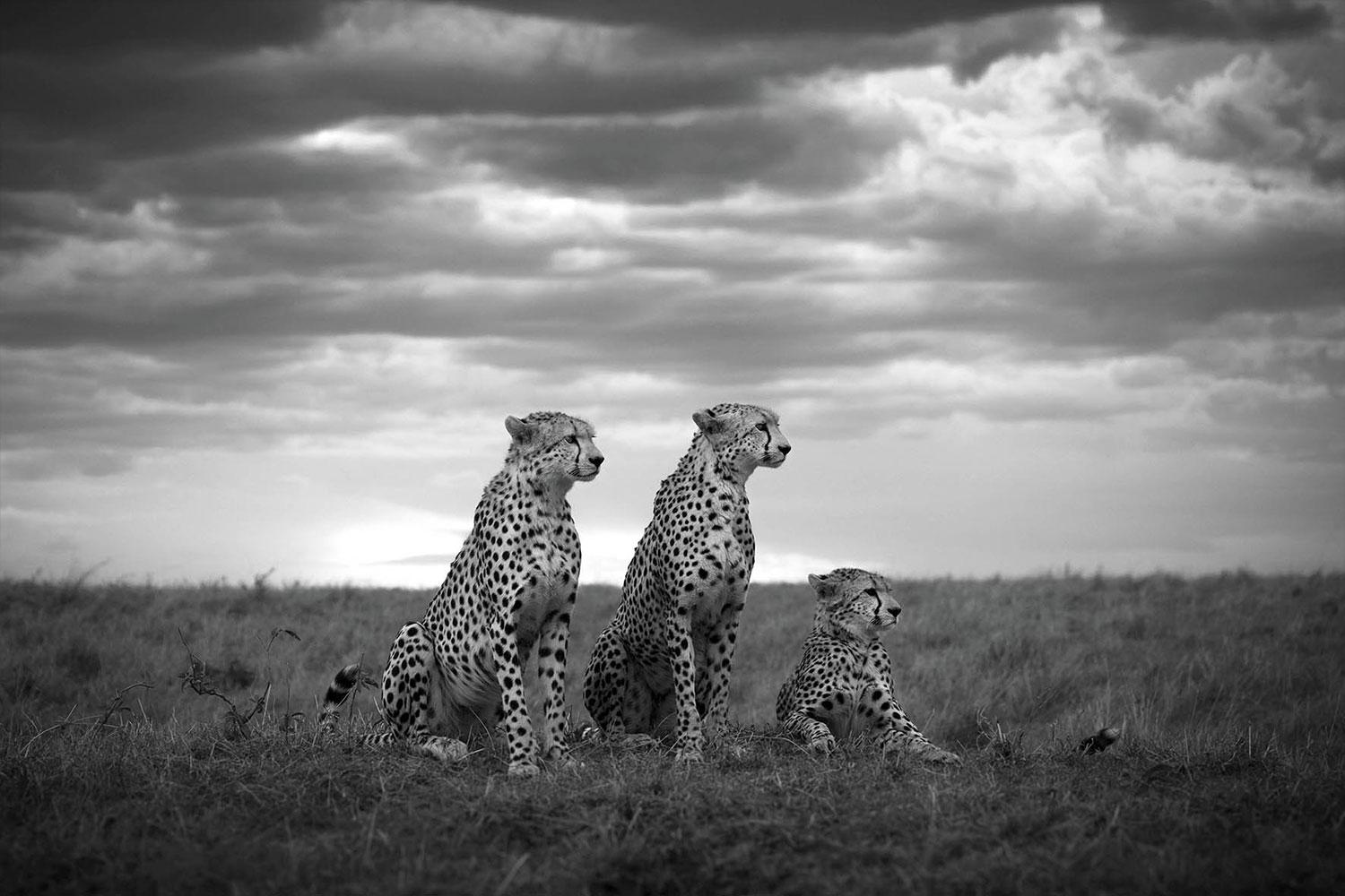 Björn Persson Black and White Photograph – Brothers Masai Mara National Park, Kenia
