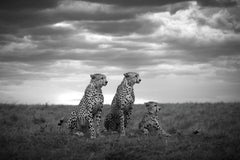 Brothers Masai Mara National Park, Kenia